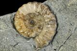 Fossil Ammonites (Promicroceras) Plate- Lyme Regis #110725-2